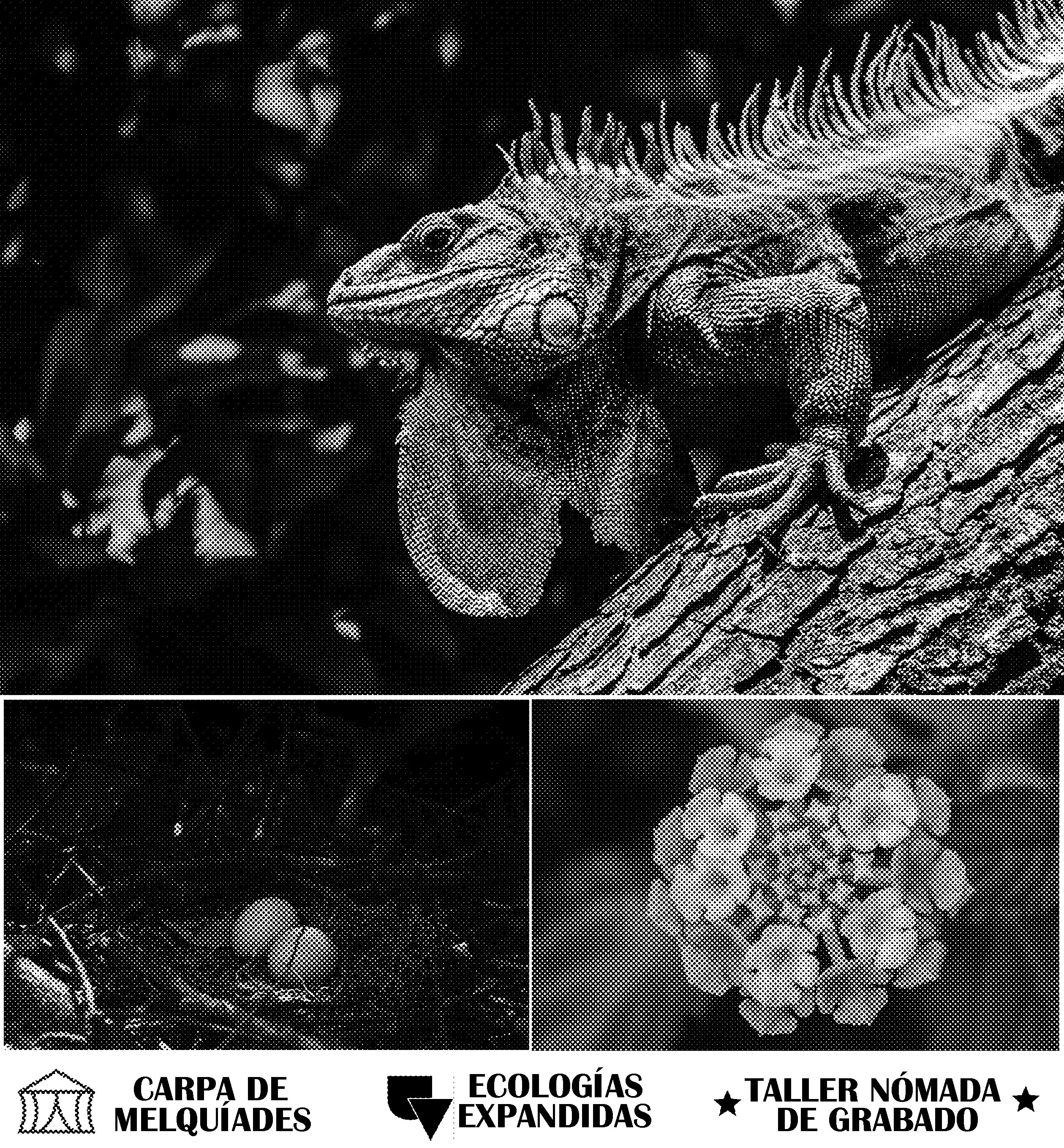 Positivo de iguana, Ecologías Expandidas